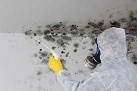 Reliable Watkins Glen, NY Mold Removal Services Solutions